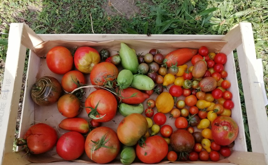 Potager collectif