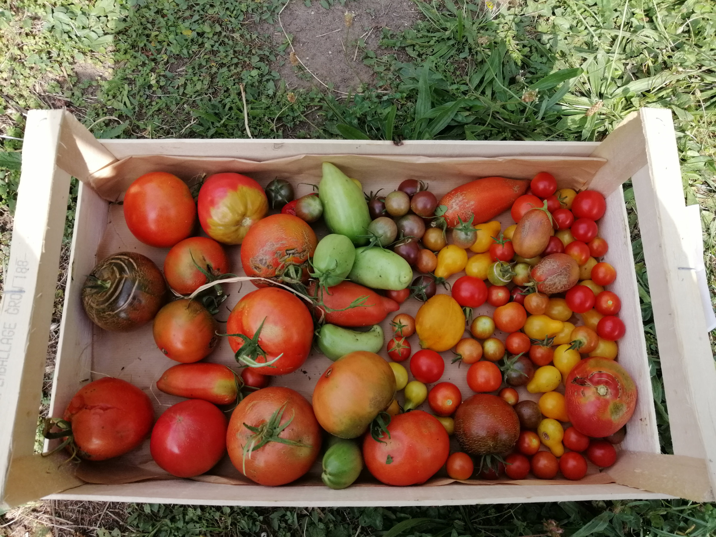 Potager collectif